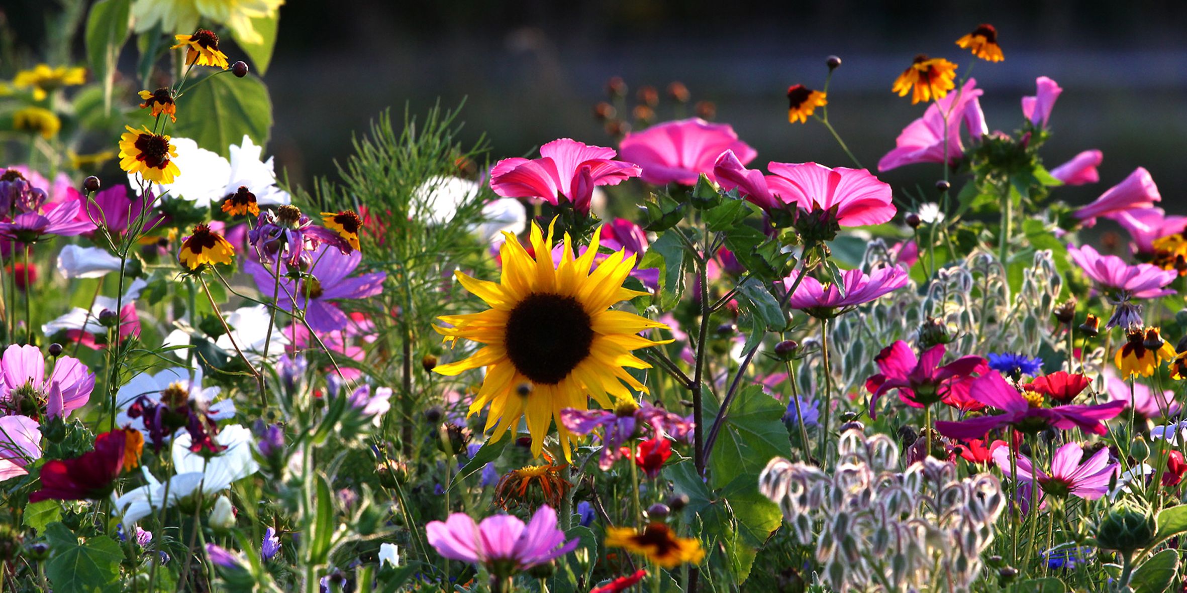 Bunte Blumenmischung