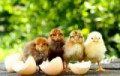 SaatgutManufaktur im sommerbunten Blütenreich